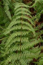 Hiya distans. Mature 2-pinnate-pinnatifid frond with primary pinnae arising at right angles from rachis.
 Image: L.R. Perrie © Leon Perrie 2015 CC BY-NC 3.0 NZ